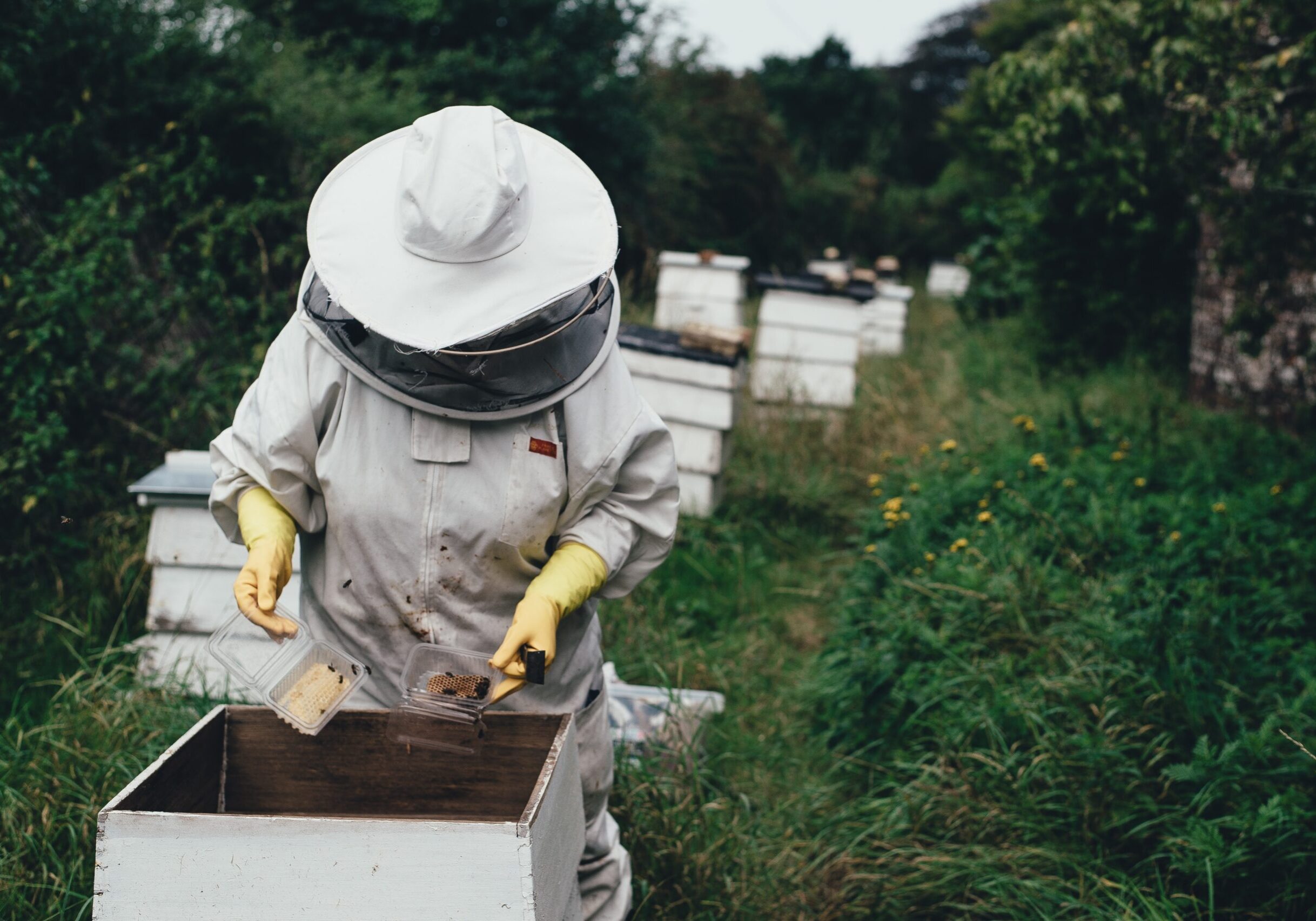 Bee Hives