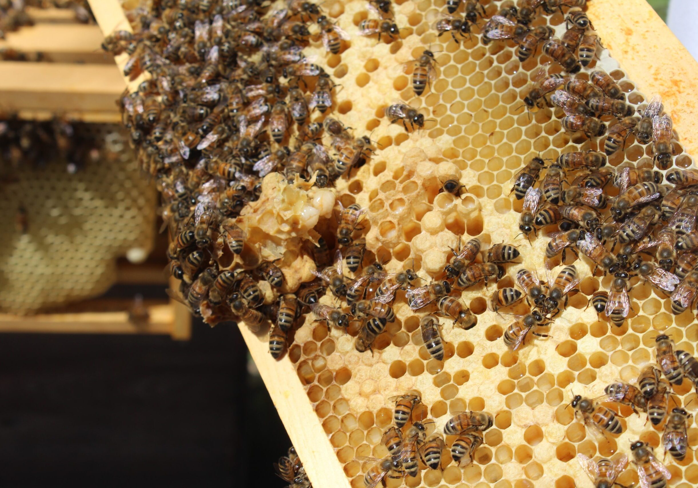 honey bees and honeycomb
